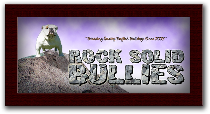 english bulldogs